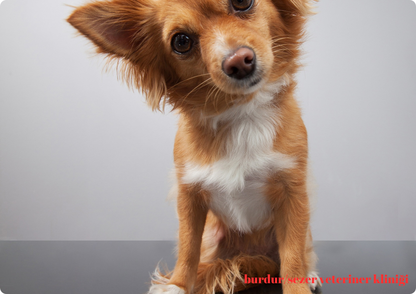 ''Burdur'da Köpeklerde Distemper(Gençlik Hastalığı)''